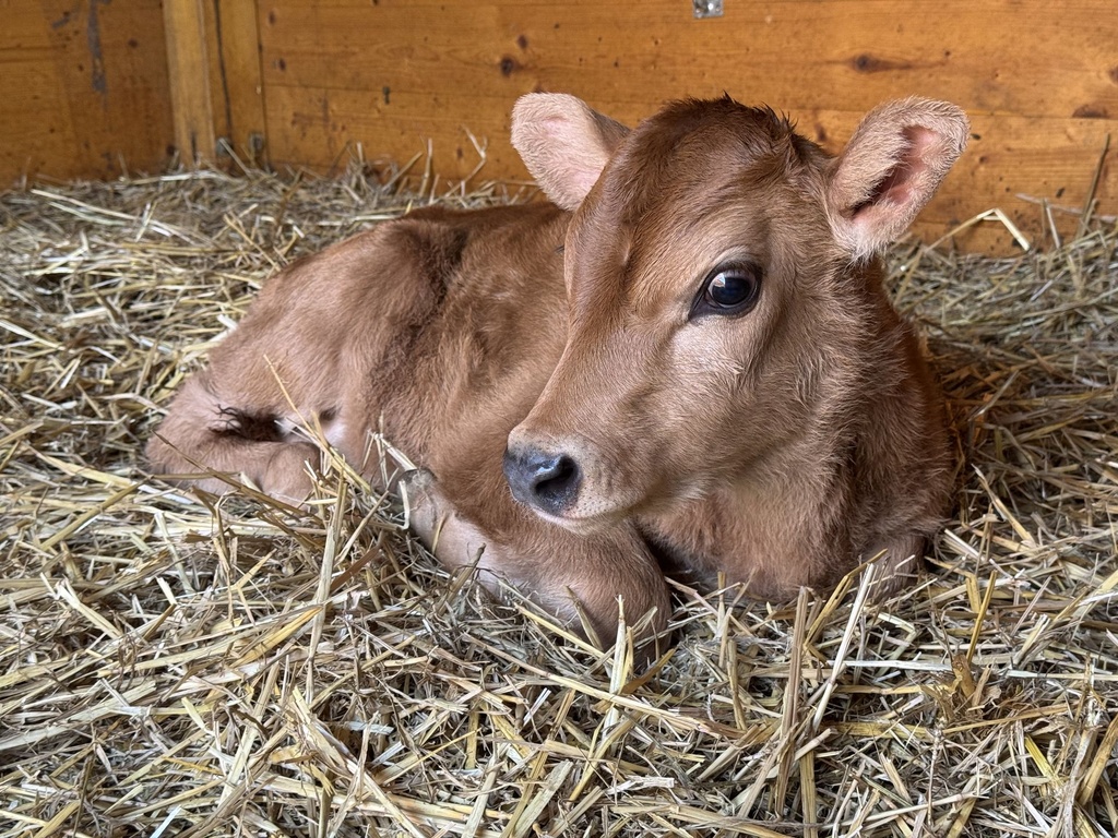 [TRASA-CECIL] 🐮 Trasa: Za Cecilem do Zookoutku