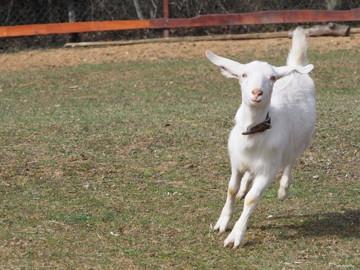 Dárkový poukaz Procházka s kozou